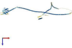 AlphaFold protein structure predicition of Mouse Recombinant Hook3 Protein, UniprotID Q8BUK6