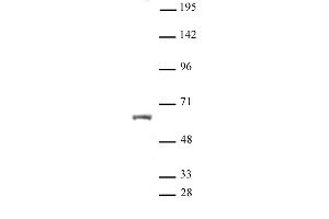 HNF4A antibody (pAb) tested by Western blot. (HNF4A anticorps  (N-Term))
