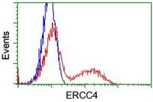 Image no. 3 for anti-Excision Repair Cross-Complementing Rodent Repair Deficiency, Complementation Group 4 (ERCC4) antibody (ABIN1498069) (ERCC4 anticorps)