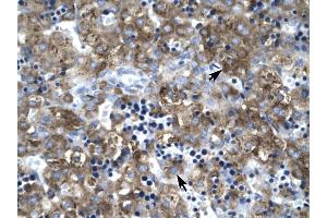 Claudin 1 antibody was used for immunohistochemistry at a concentration of 4-8 ug/ml to stain Hepatocytes (arrows) in Human Liver. (Claudin 1 anticorps  (C-Term))