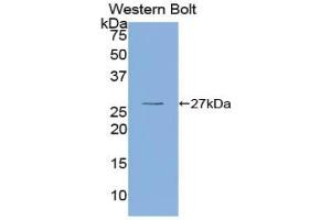 Detection of Recombinant OIT3, Human using Polyclonal Antibody to Oncoprotein Induced Transcript 3 (OIT3)
