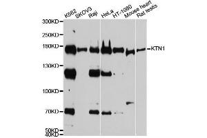 Western blot analysis of extracts of various cell lines, using KTN1 antibody. (KTN1 anticorps  (AA 1-100))