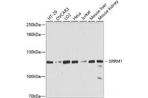 Western blot analysis of extracts of various cell lines using SRRM1 Polyclonal Antibody at dilution of 1:3000. (SRRM1 anticorps)