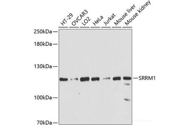 SRRM1 anticorps