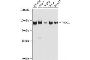 Western blot analysis of extracts of various cell lines using THOC1 Polyclonal Antibody at dilution of 1:1000. (THOC1 anticorps)