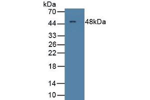 Detection of Recombinant MCSF, Rat using Polyclonal Antibody to Colony Stimulating Factor 1, Macrophage (MCSF)