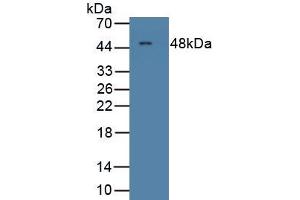 Detection of Recombinant MCSF, Rat using Polyclonal Antibody to Colony Stimulating Factor 1, Macrophage (MCSF) (M-CSF/CSF1 anticorps  (AA 261-427))
