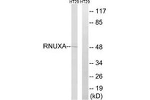 Western blot analysis of extracts from HT-29 cells, using RNUXA Antibody. (PHAX anticorps  (AA 141-190))