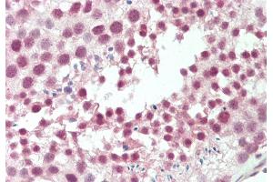 Rabbit Anti-CSTF2 antibody  Formalin Fixed Paraffin Embedded Tissue: Human Testis Primary antibody Concentration: 1:100 Secondary Antibody: Donkey anti-Rabbit-Cy3 Secondary Antibody Concentration: 1:200 Magnification: 20x Exposure Time: 0.