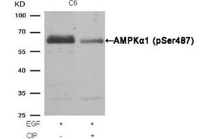 Western blot analysis of extracts from C6 cells, treated with EGF or calf intestinal phosphatase (CIP), using AMPKα1 (Phospho-Ser487) Antibody.