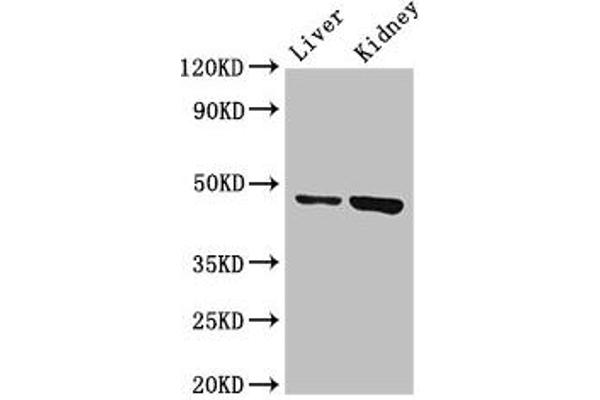 WDFY1 anticorps  (AA 261-357)