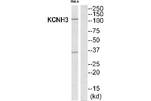Western blot analysis of extracts from HeLa cells, using KCNH3 antibody. (KCNH3 anticorps  (Internal Region))