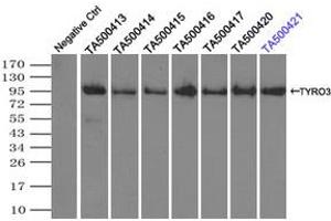 Image no. 6 for anti-TYRO3 Protein Tyrosine Kinase (TYRO3) antibody (ABIN1501602) (TYRO3 anticorps)