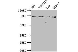 Western Blot Positive WB detected in: U87 whole cell lysate, NIH/3T3 whole cell lysate, 293 whole cell lysate, MCF-7 whole cell lysate All lanes: CDH9 antibody at 2. (Cadherin 9 anticorps  (AA 131-314))