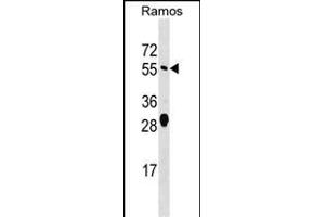 ARFG Antibody (Center) (ABIN1538228 and ABIN2849132) western blot analysis in Ramos cell line lysates (35 μg/lane). (arfgap2 anticorps  (AA 276-305))