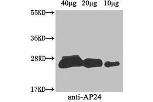 anti-AP24 (AA 22-246) antibody