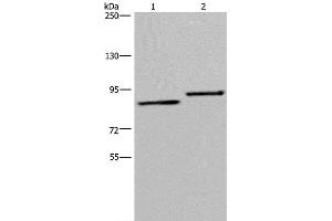 Western Blot analysis of A549 and 293T cell using TXLNA Polyclonal Antibody at dilution of 1:300 (alpha Taxilin anticorps)