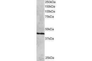 ABIN184858 staining (2µg/ml) of HeLa lysate (RIPA buffer, 30µg total protein per lane). (RAD51C anticorps  (N-Term))