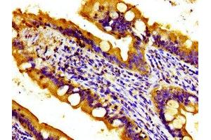 Immunohistochemistry of paraffin-embedded human small intestine tissue using ABIN7166191 at dilution of 1:100 (Protein Tob1 (TOB1) (AA 42-175) anticorps)