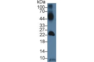 Western blot analysis of Mouse Testis lysate, using Human GLUT14 Antibody (3 µg/ml) and HRP-conjugated Goat Anti-Rabbit antibody (