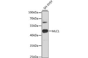 Western blot analysis of extracts of SH-SY5Y cells, using MLC1 antibody (ABIN6134052, ABIN6143872, ABIN6143873 and ABIN6216613) at 1:3000 dilution. (MLC1 anticorps  (C-Term))