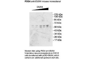 Dux4 Western Blotting on C2C12 cells 1 in 1000 copy.