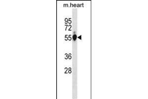 Mouse Gpi Antibody (C-term) (ABIN1881382 and ABIN2838693) western blot analysis in mouse heart tissue lysates (35 μg/lane). (GPI anticorps  (C-Term))