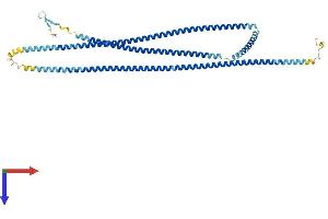 AlphaFold protein structure predicition of Mouse Recombinant Cfap53 Protein, UniprotID Q9D439