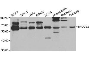 Western blot analysis of extracts of various cell lines, using TROVE2 antibody (ABIN5975457) at 1/1000 dilution. (TROVE2 anticorps)