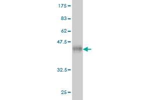 Western Blot detection against Immunogen (37.
