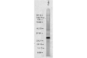 Western blot analysis of Human HeLa cell lysates showing detection of Rab4 protein using Rabbit Anti-Rab4 Polyclonal Antibody .