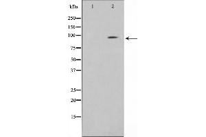 Western blot analysis on HuvEc cell lysate using Clock Antibody.