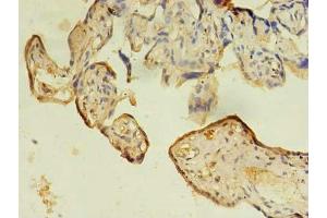 Immunohistochemistry of paraffin-embedded human placenta tissue using ABIN7156712 at dilution of 1:100