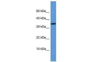 Western Blot showing Vgll2 antibody used at a concentration of 1. (VGLL2 anticorps  (N-Term))