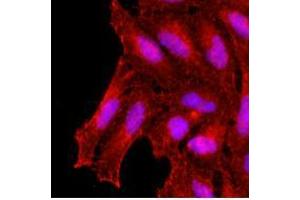 Immunofluorescence (IF) image for anti-Potassium Channel Tetramerisation Domain Containing 15 (KCTD15) (AA 1-234), (N-Term) antibody (ABIN487356) (KCTD15 anticorps  (N-Term))