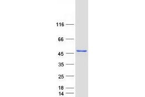 Validation with Western Blot