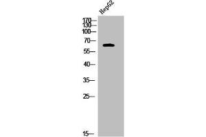 Western Blot analysis of HepG2 cells using Phospho-Nur77 (S351) Polyclonal Antibody (NR4A1 anticorps  (pSer351))
