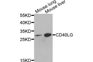 Western blot analysis of extracts of various cells, using CD40LG antibody. (CD40 Ligand anticorps)