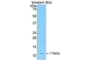 Western Blotting (WB) image for anti-Chemokine (C-C Motif) Ligand 12 (Ccl12) (AA 28-104) antibody (ABIN3205513) (Ccl12 anticorps  (AA 28-104))