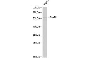 Western blot analysis of extracts of THP-1 cells, using MATK antibody  at 1:1000 dilution.
