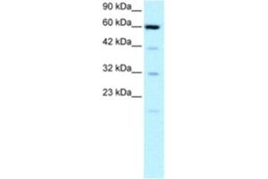 Western Blotting (WB) image for anti-Solute Carrier Family 30 (Zinc Transporter), Member 9 (SLC30A9) antibody (ABIN2460233) (SLC30A9 anticorps)