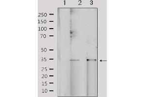 Western blot analysis of extracts from various samples, using NRIP2 Antibody. (NRIP2 anticorps  (N-Term))