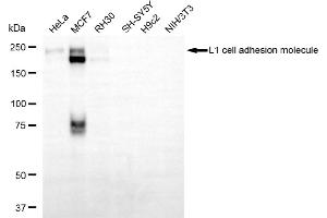 Western blotting analysis using L1 cell adhesion molecule antibody (ABIN7799217). (L1CAM anticorps)