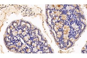 Detection of MUC2 in Mouse Colon Tissue using Polyclonal Antibody to Mucin 2 (MUC2) (MUC2 anticorps  (AA 27-110))