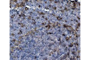 IHC analysis of SELPLG using anti-SELPLG antibody (ABIN7600337). (SELPLG anticorps  (AA 18-397))