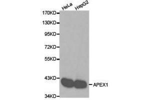 Western Blotting (WB) image for anti-Apurinic/Apyrimidinic Endonuclease 1 (APEX1) antibody (ABIN1871019) (APEX1 anticorps)