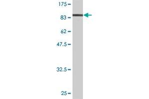 Western Blot detection against Immunogen (89.