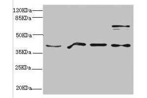 Western blot All lanes: RAE1 antibody at 4. (RAE1 anticorps  (AA 1-368))