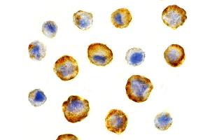 Immunohistochemistry (IHC) image for anti-BCL2-Associated Athanogene 4 (BAG4) (N-Term) antibody (ABIN1031581)