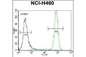 KIT Antibody (N-term ) (ABIN392010 and ABIN2837978) flow cytometric analysis of NCI- cells (right histogram) compared to a negative control cell (left histogram). (KIT anticorps  (N-Term))